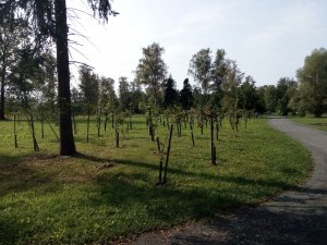 Bělský les - zeleň IV-1920px