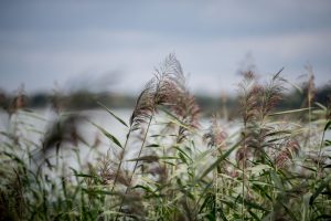 KAB_0998_1920px-Heřmanický rybník