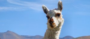 lama_alpaca_orez