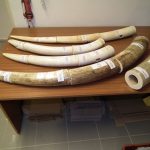 slonovina pašovaná do Hanoje záchyt letiště Ruzyně foto ČIŽP (2)