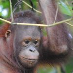 Orangutan (2)