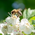 Včela medonosná (Foto: O. Hruška)