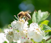 Včela medonosná (Foto: O. Hruška)