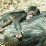 Mládě šimpanze_foto P.Vlček