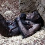 Šimpanzí samice s mládětem_foto D.Klüglová