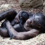 Šimpanzí samice s mládětem_foto D.Klüglová (4)