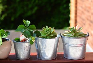 balcony-plants-g033ab4512_1920