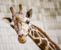 Nový samec žirafy Rothschildovy_foto M.Vlčková