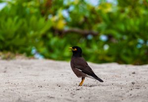 mauritius-mynah-bird-gbde821e82_1920