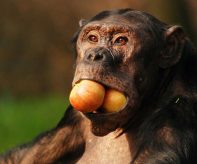 zoo opice jídlo krmení
