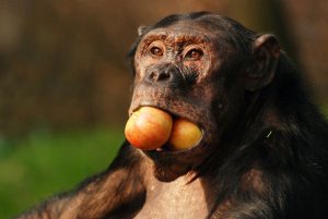 zoo opice jídlo krmení