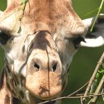 Žirafa Rothschildova_foto E.Gombala