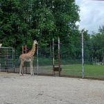 Žirafy v Zoo Ostrava_foto I.Firla