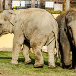 Sloni indičtí v Zoo Ostrava_foto M.Vlčková