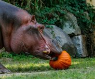 zoo dýně  Hroch s dýní_foto M.Vlčková