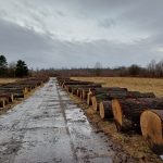 Ostravské městské lesy a zeleň pořádají veřejnou aukci surového dříví