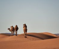 camels-4134934_1920