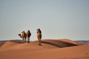 camels-4134934_1920