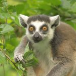 Lemur kata_foto E.Gombala