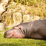 zoo Hroch obojživelný_foto M. Vlčková