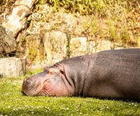 zoo Hroch obojživelný_foto M. Vlčková
