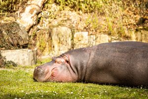 zoo Hroch obojživelný_foto M. Vlčková