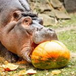 zoo dýně podzim Hroch obojživelný_foto M.Vlčková(1)