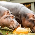 zoo dýně  Hroši obojživelní_foto M.Vlčková