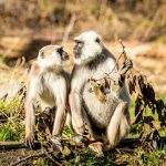 zoo Hulmani posvátní_foto M.Vlčková