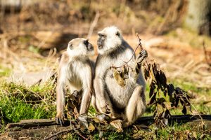 zoo Hulmani posvátní_foto M.Vlčková