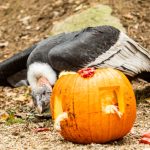 zoo dýně podzim Kondor andský_foto M.Vlčková