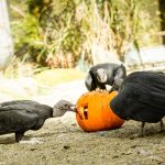 zoo dýně podzim Kondoři havranovití_foto M.Vlčkov(1)