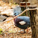 zoo Korunáč Sclaterův_foto M.Vlčková