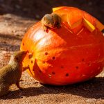 zoo dýně podzim Mangusty trpasličí_foto M.Vlčková