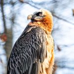 zoo Orlosup bradatý_foto M.Vlčková