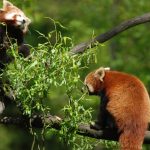 zoo Pandy červené_foto P.Vlček