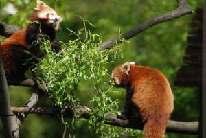 zoo Pandy červené_foto P.Vlček