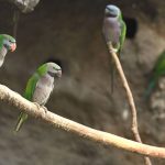 zoo Alexandři čínští_foto E.Gombala