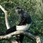 Langur Delacourův_foto Tilo Nadler