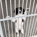 Štěňata v útulku