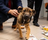 Psí útulek (foto: Lukáš Kaboň)