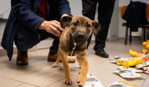 Psí útulek (foto: Lukáš Kaboň)