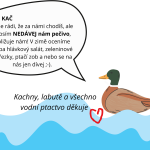 Krmení vodního ptactva