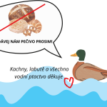 Krmení vodního ptactva 2