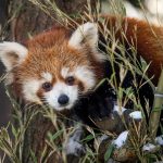 zoo Panda červená_foto M. Vlčková