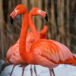 zoo Plameňáci kubánští_foto M.Vlčková