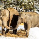 zoo Sloni indičtí_foto M. Vlčková