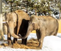 zoo Sloni indičtí_foto M. Vlčková