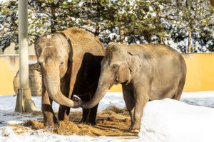 zoo Sloni indičtí_foto M. Vlčková