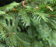 coniferous-5032096_1280